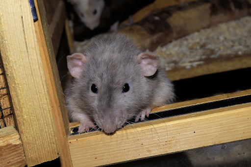 The Role of Wildlife Rescue Centers in the Daytona Community (and Beyond)